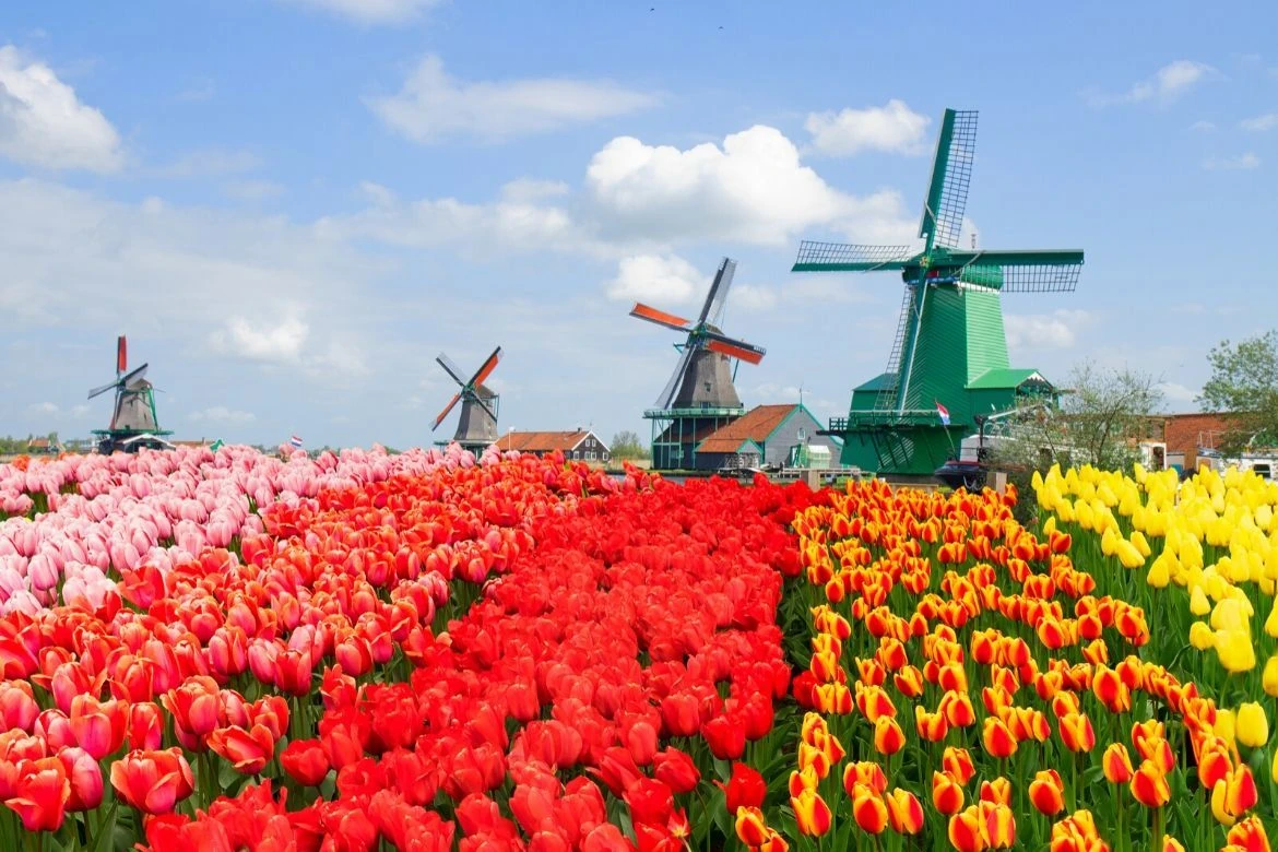 Zaanse Schans Windmills