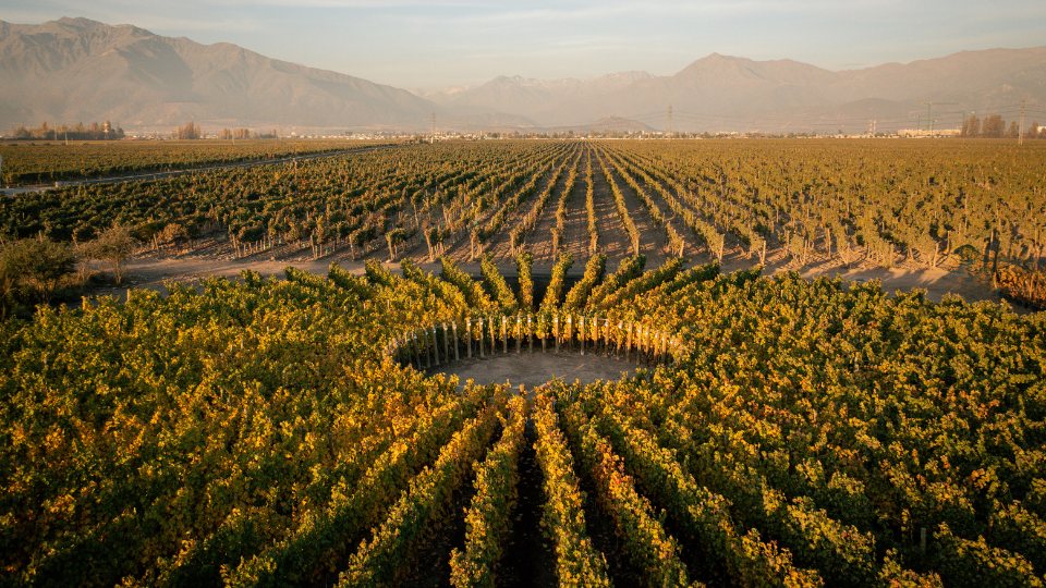 Chilean Wine Experience