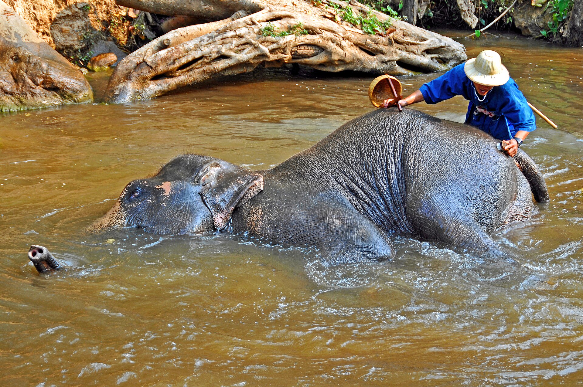 Chiang Mai