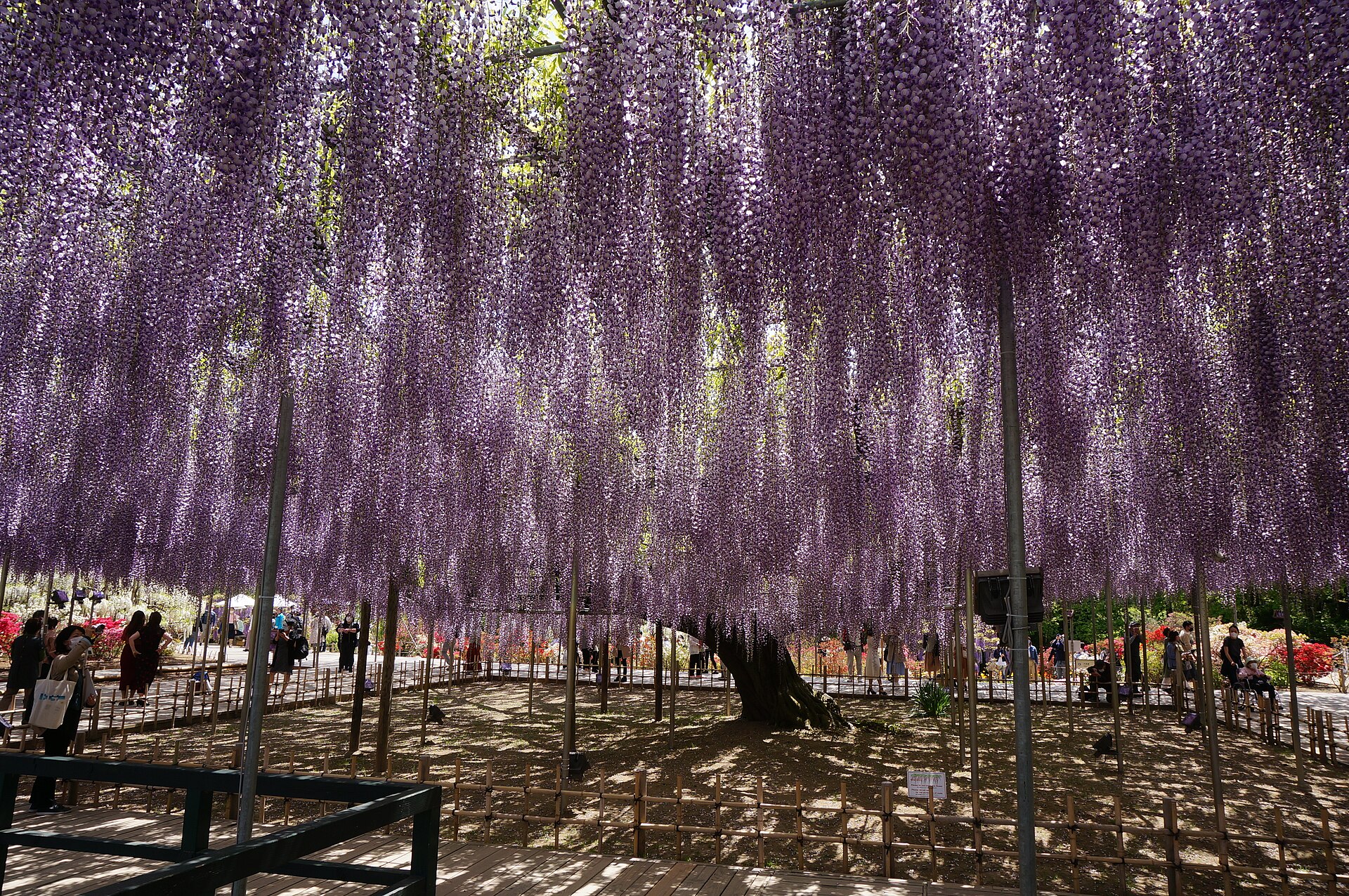 Ashikaga Flower Park wisteria